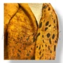 SALAK0000043_1